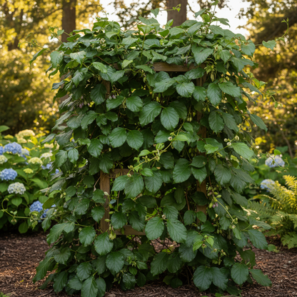 Holboellia Coriacea Seeds for Garden Planting