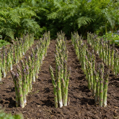 Purple Asparagus Seeds for Planting – Vegetable Seeds for Gardening