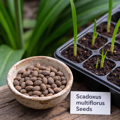 Scadoxus Multiflorus Seeds – Blood Lily Flower for Planting