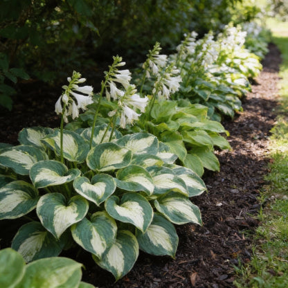 Hosta Lily Flower Seeds for Planting