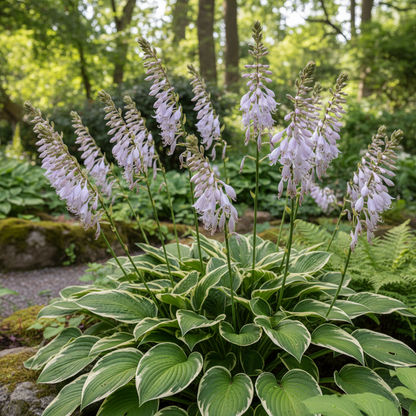Hosta Mix Plant Seeds - Hosta Foliage Seeds for Garden