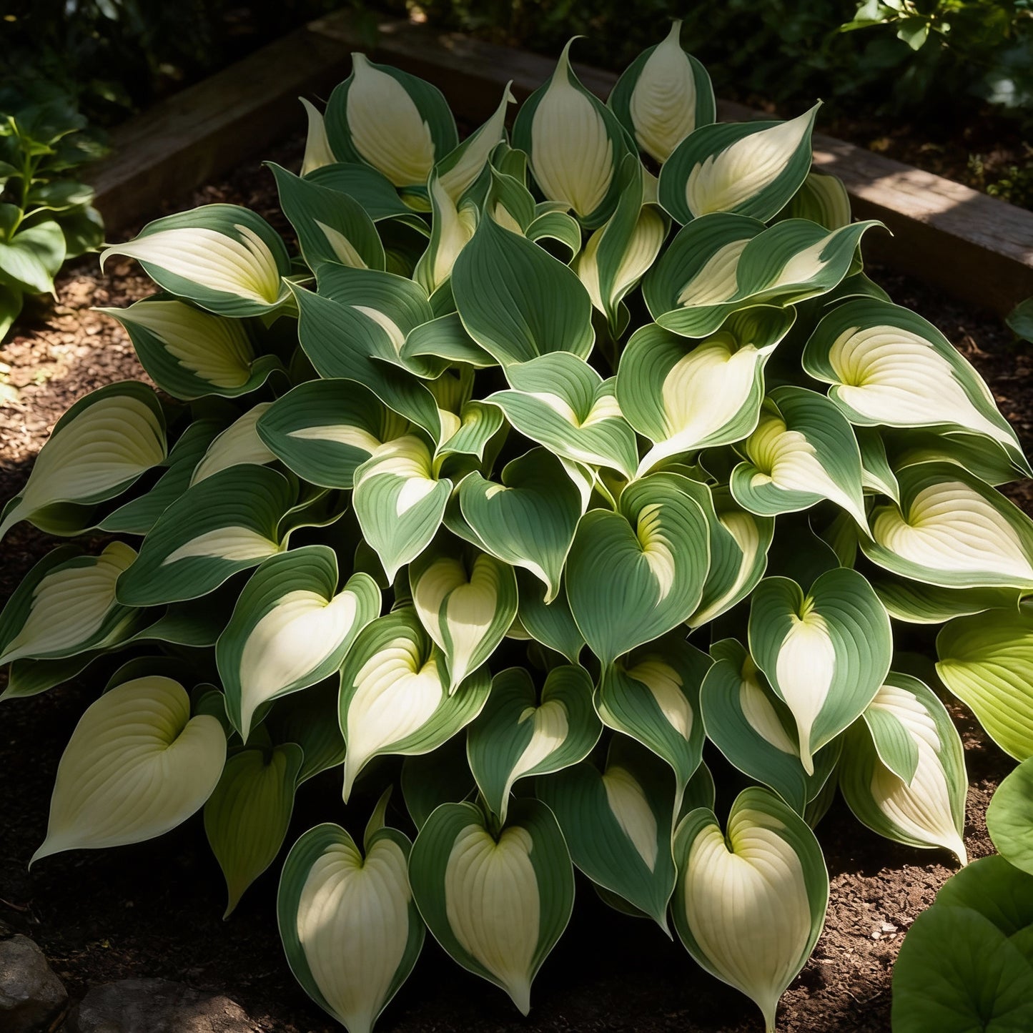 Hosta Seeds for Planting – Premium Non-GMO Perennial Shade Plant (60 Seeds)