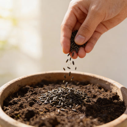 Tripoli Lettuce Seeds for Planting