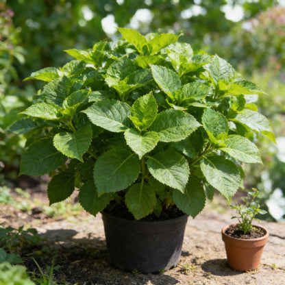 Strawberry Sundae Hydrangea Flower Seeds – Creamy Pink Ornamental Blooms