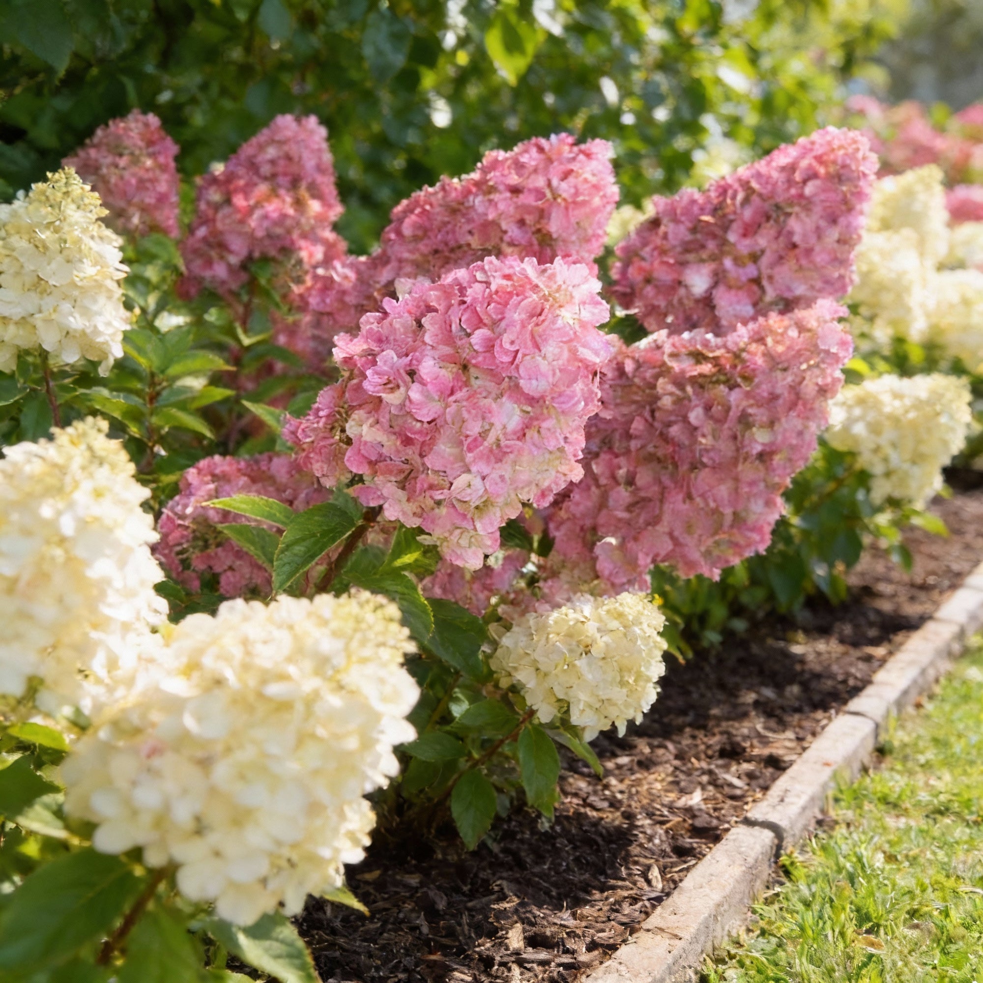 strawberry-sundae-hydrangea-flower-seeds-creamy-pink-ornamental-blooms