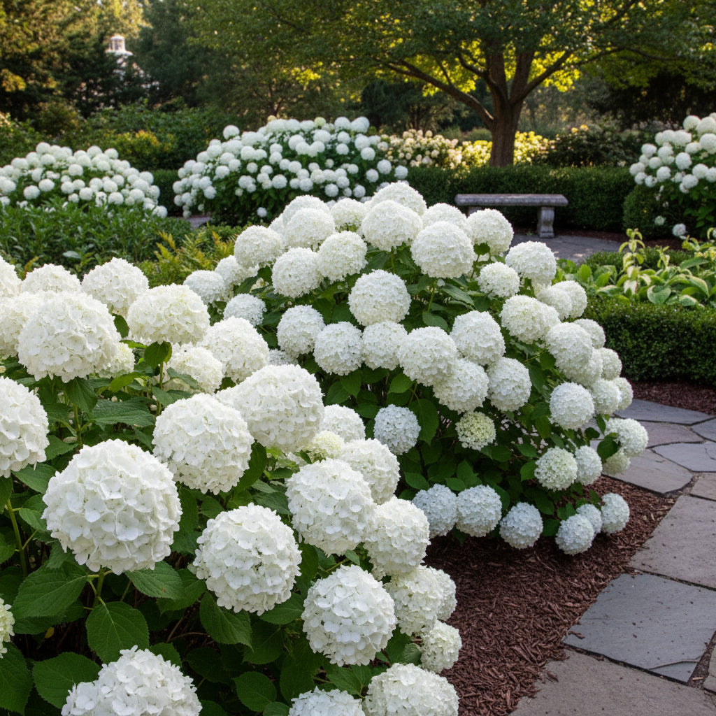 hydrangea-paniculata-seeds-peegee-hydrangea-fast-growing-flowering-shrub