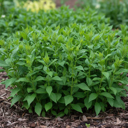 Phlox Crème Brulee Seeds for Garden Planting