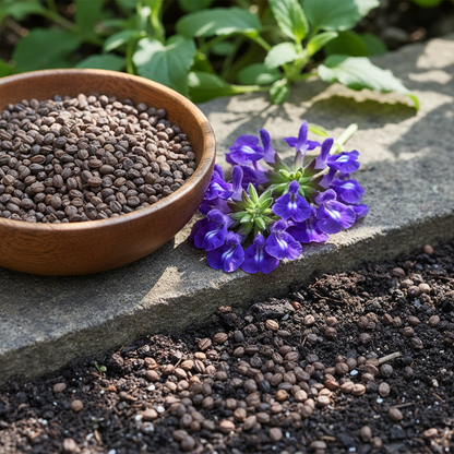Salvia Forskaehlei Flower Seeds for Garden Planting