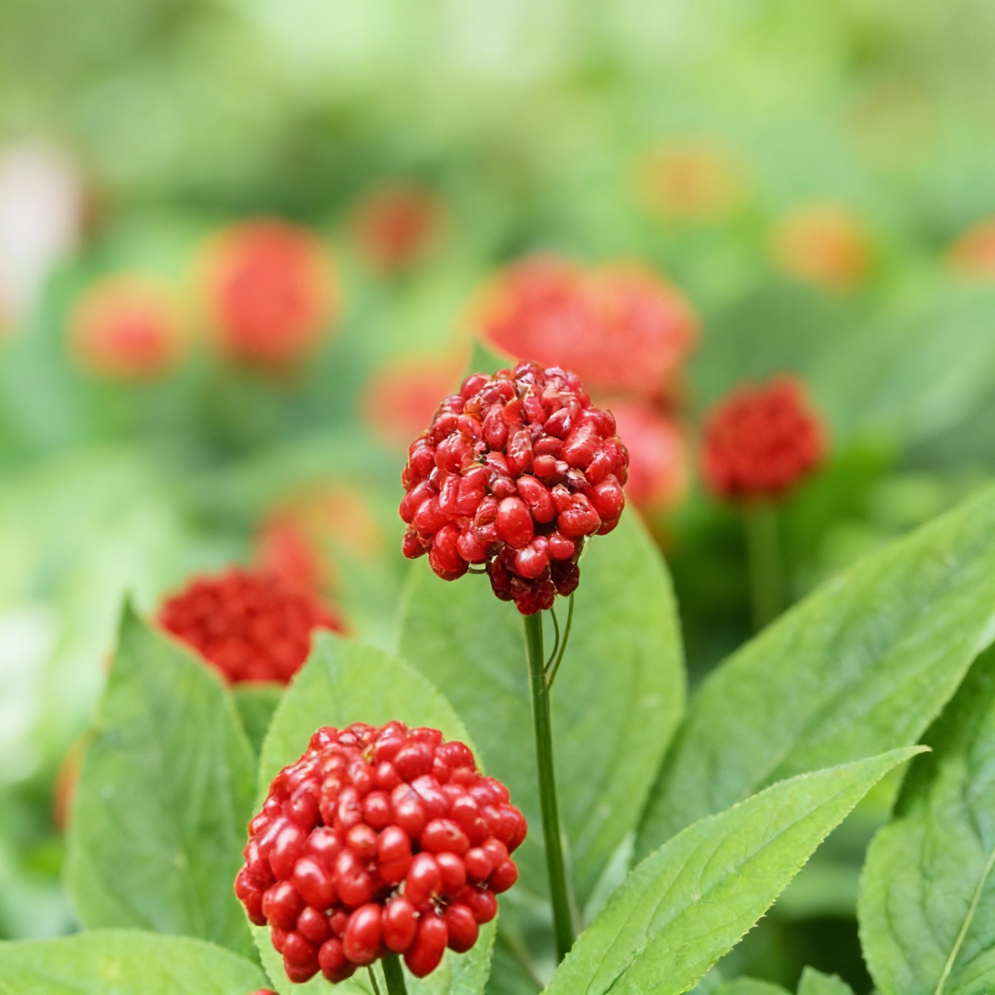 american-ginseng-seeds-panax-quinquefolius-heirloom-medicinal-herb