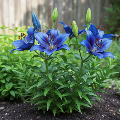 Blue Rare Lily Seeds for Planting