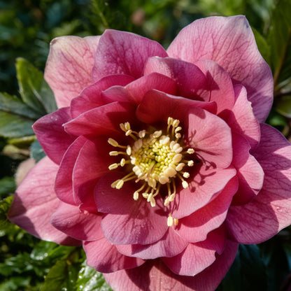 Lenten Rose Seeds for Planting