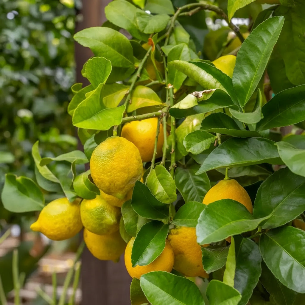 lisbon-lemon-seeds-for-planting-fresh-citrus-tree-seeds