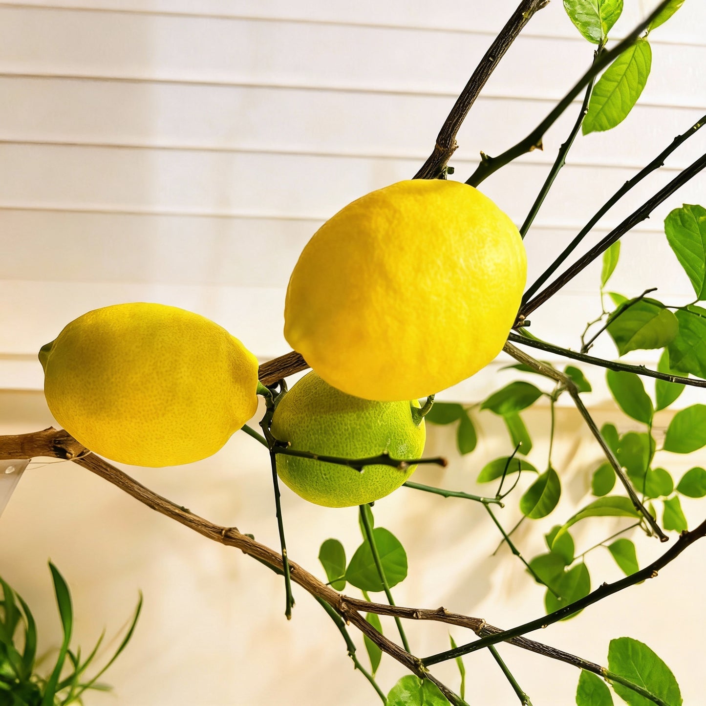Dwarf Lemon Tree Seeds for Planting
