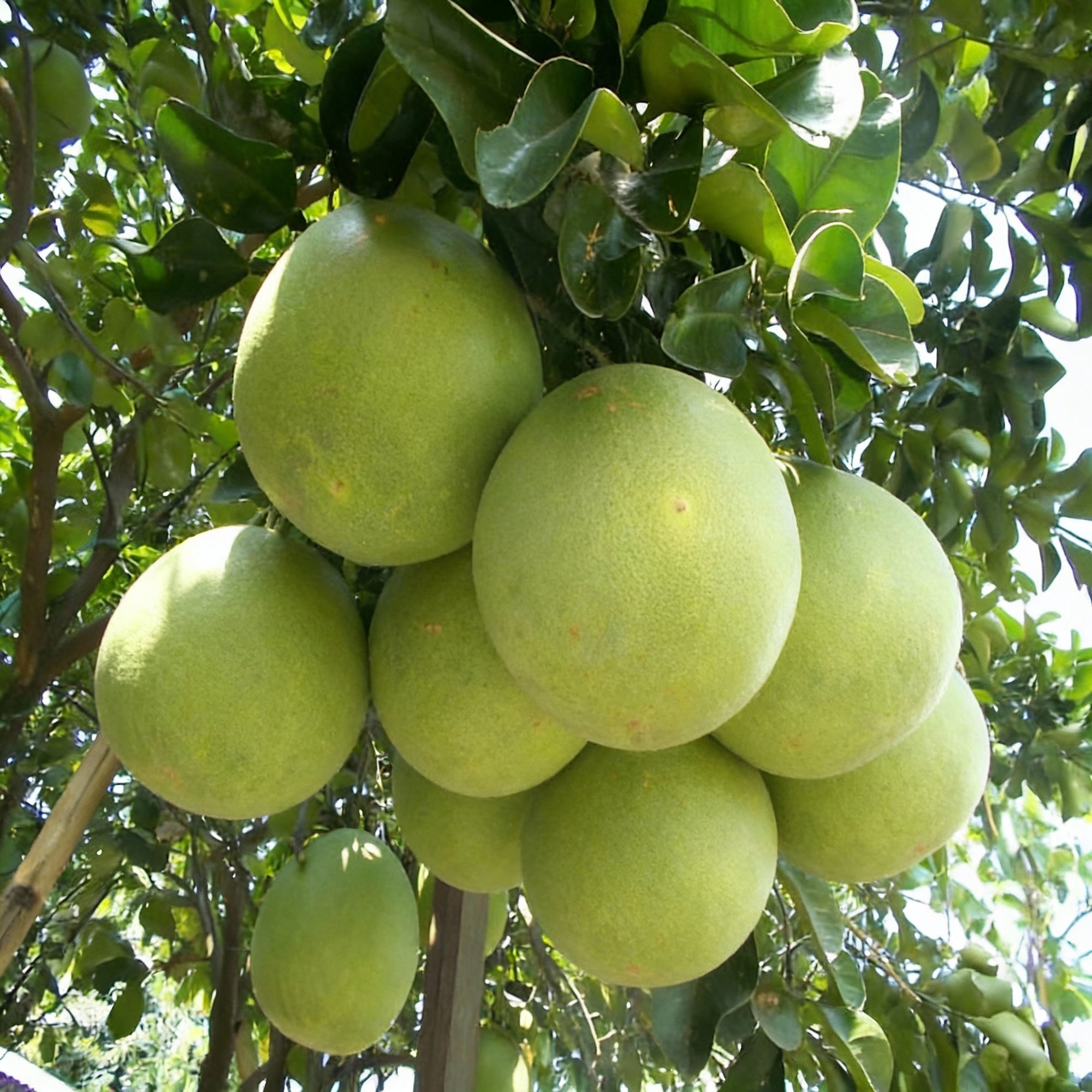 pomelo-fruit-tree-seeds-for-planting