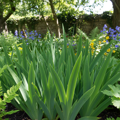 Iris Chrysographes Seeds – Black Iris for Planting