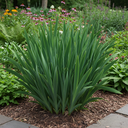Iris Chrysographes Seeds – Black Iris for Planting