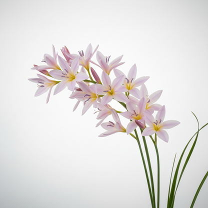 Ixia Thomasiae Seeds for Garden Planting