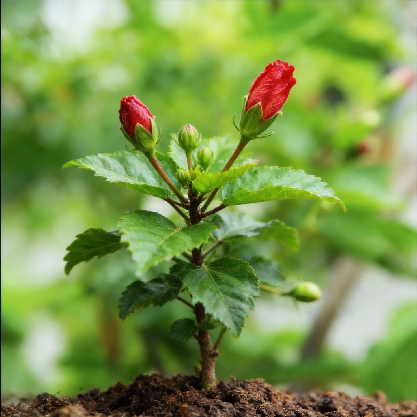 Imported Red Hibiscus Flower Seeds – Stunning Vibrant Garden Blooms