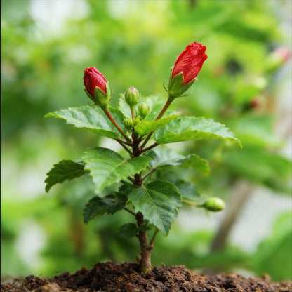 Imported Red Hibiscus Flower Seeds – Stunning Vibrant Garden Blooms