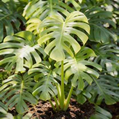Organic Split Leaf Philodendron Monstera Deliciosa Seeds for Garden Planting
