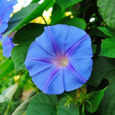 giant-blue-moonflower-seeds-for-planting-night-blooming-fragrant-climber