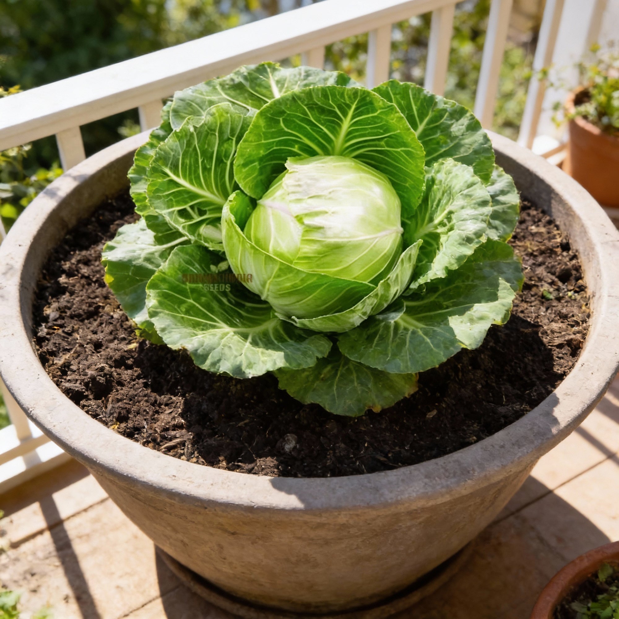 cabbage-durham-early-seeds-premium-garden-seeds-for-your-best-harvest