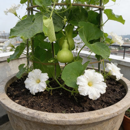 Bottle Gourd Desi Spinning Top Seeds - Heirloom Bottle Gourd Seeds for Home Garden
