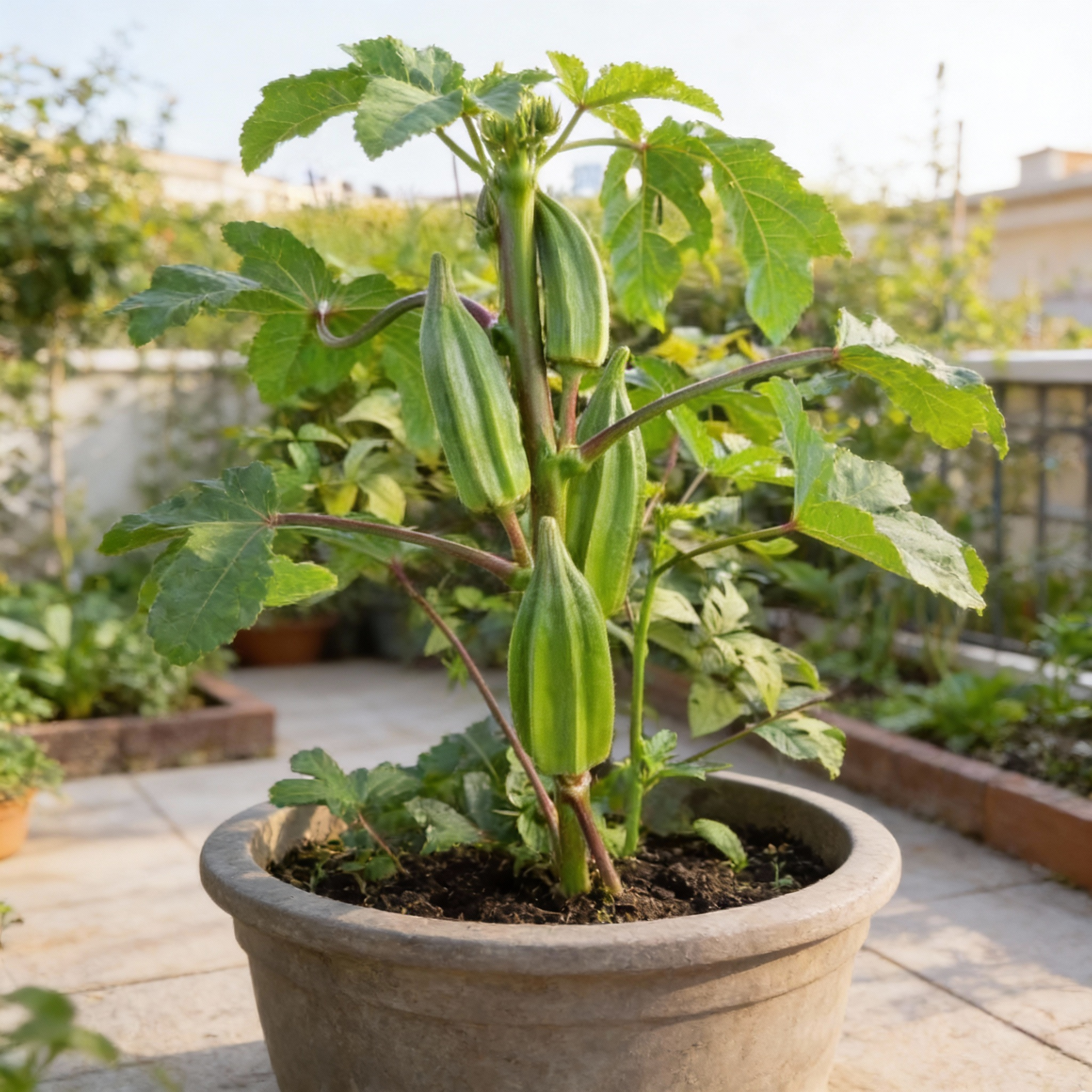 star-of-david-okra-seeds