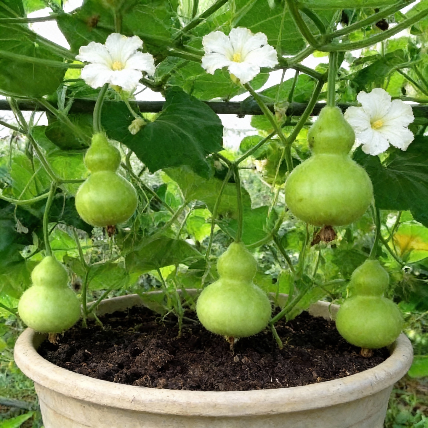 Gourd Tiny Bottle Seeds – Premium Quality Seeds for Home Garden Planting