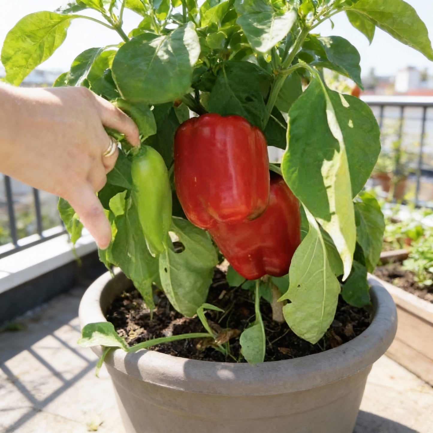 North Star Sweet Pepper Seeds