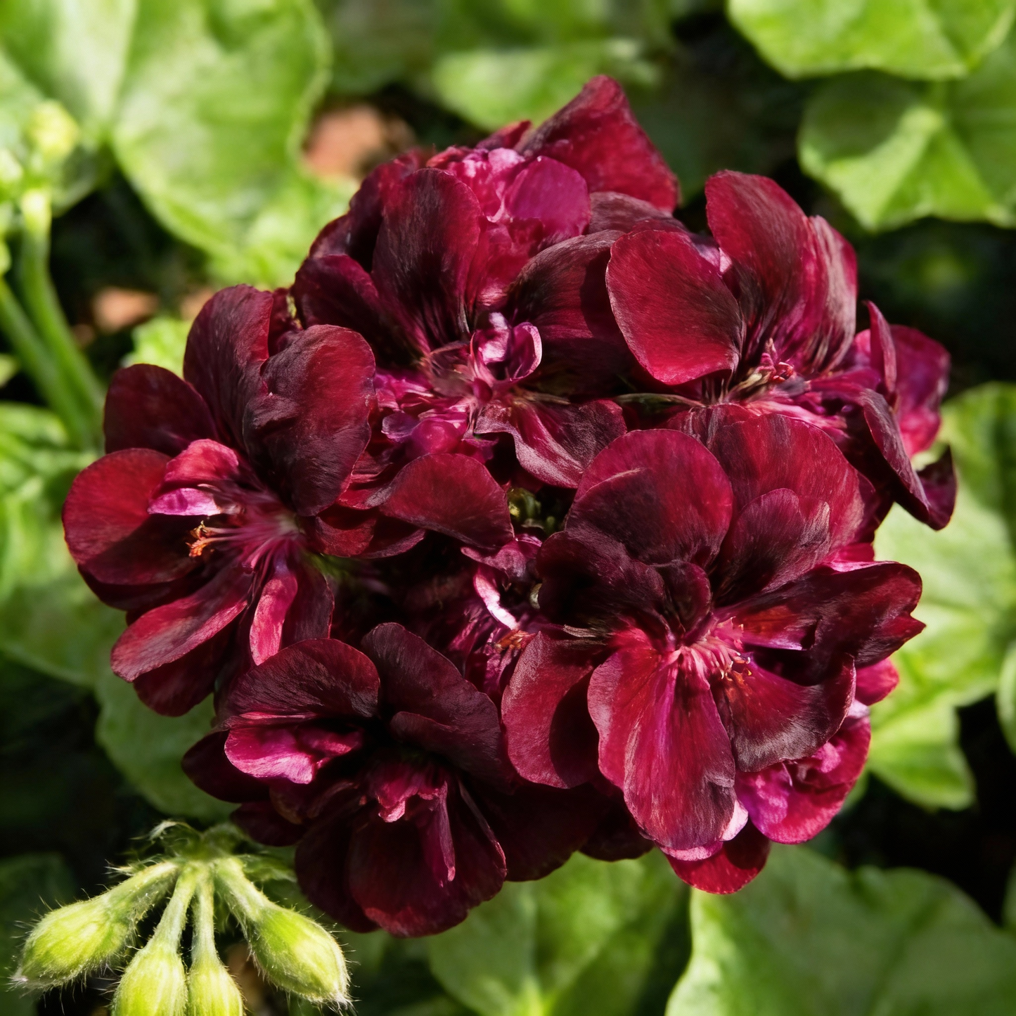 Chocolate Brown Geranium Flower Seeds for Garden Planting