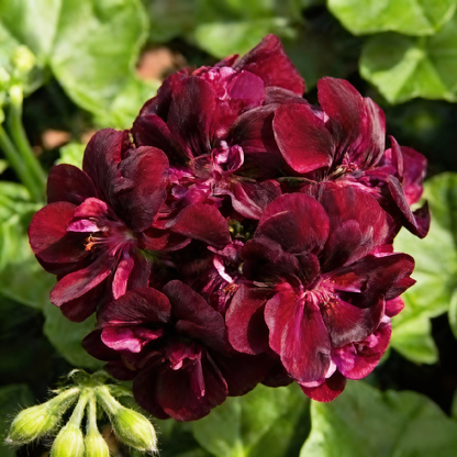 Chocolate Brown Geranium Flower Seeds for Garden Planting