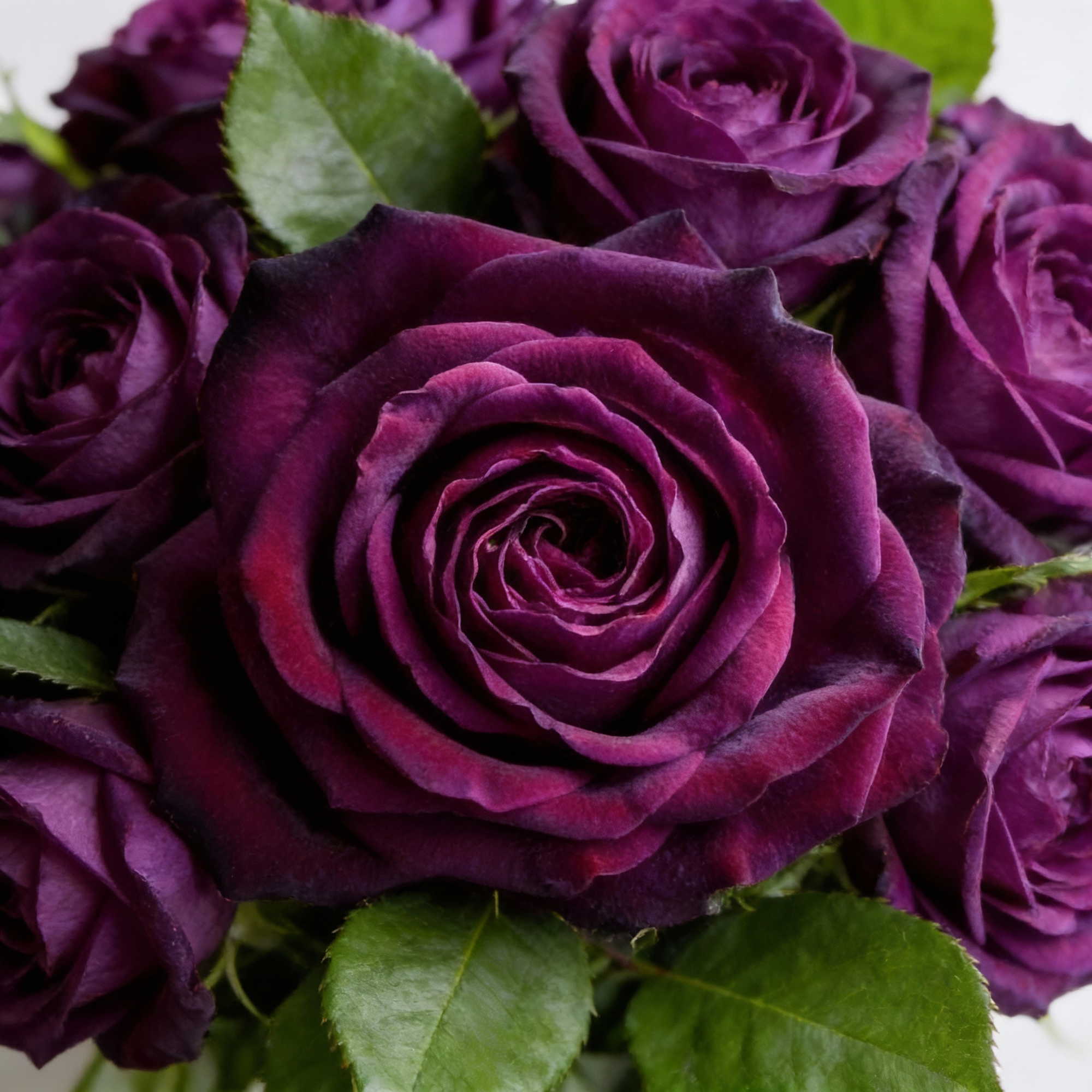 burgundy-rose-flower-seeds-for-garden-planting