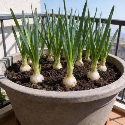 Leek Tadorna Seeds for Planting