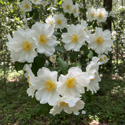 Carpenteria Californica Flower Seeds - White Shrub Flower Seeds for Garden