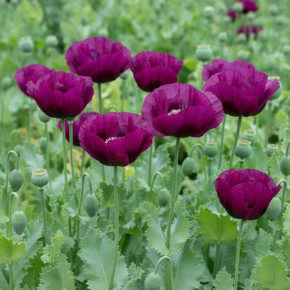 Poppy Papaver somniferum Lauren’s Grape Flower Seeds for Planting