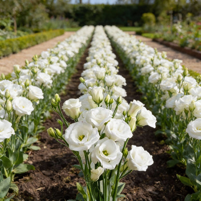 Lisianthus Echo White Flower Seeds – Elegant Pure White Blooms for Gardens & Bouquets