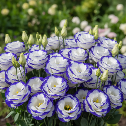Lisianthus Rosita 2 Blue Picotee Flower Seeds for Planting