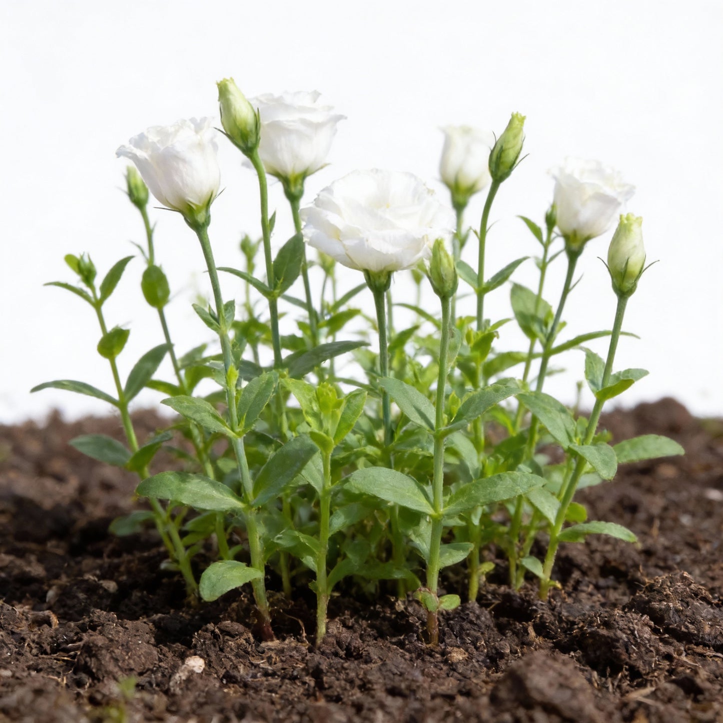 Lisianthus Rosita 2 White Seeds for Garden Planting