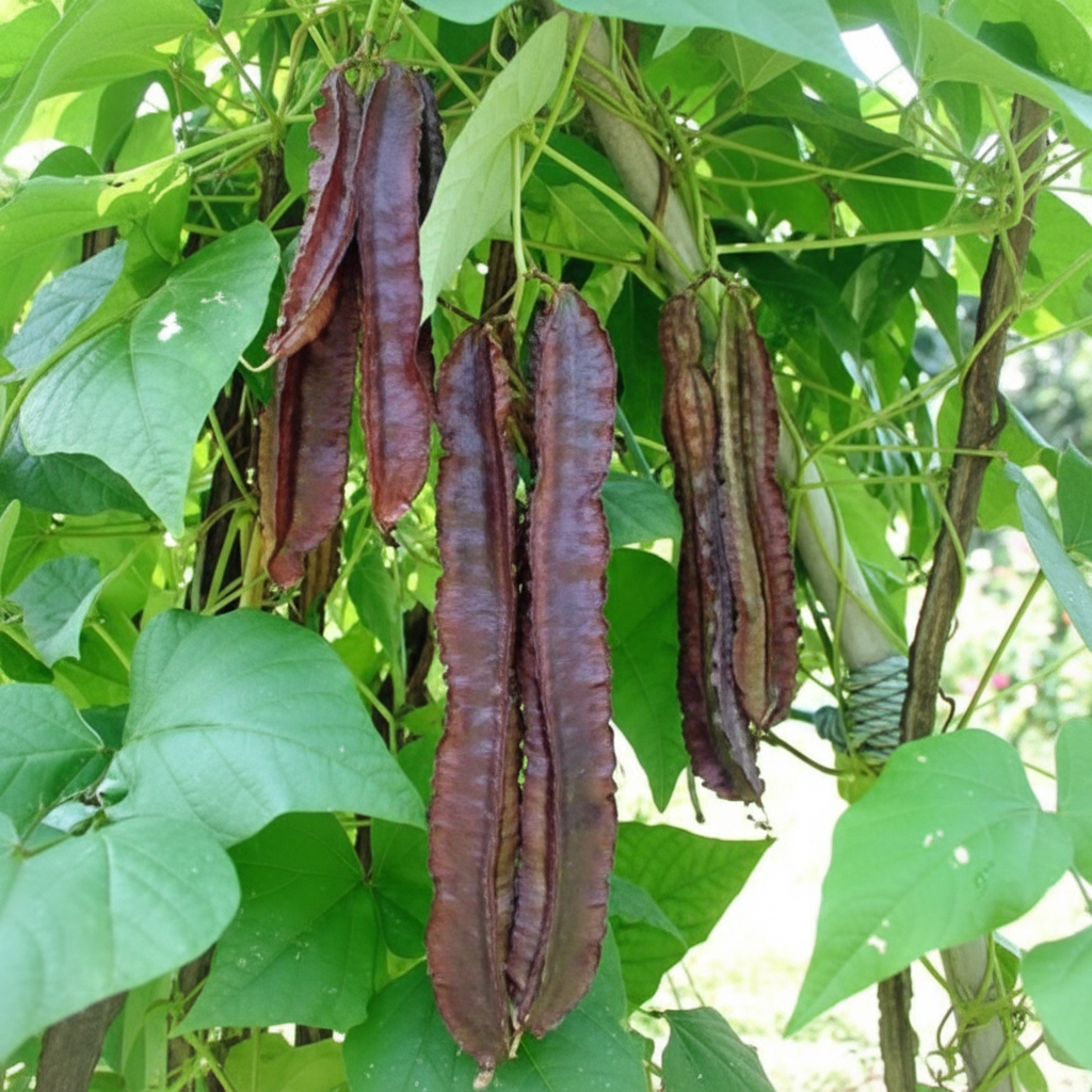 purple-winged-bean-seeds-exotic-nutrient-rich-climbing-bean-for-tropical-gardens