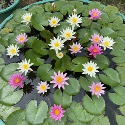 Lotus Mix Flower Seeds for Planting – All Mixed Colors Sacred Aquatic Blooms