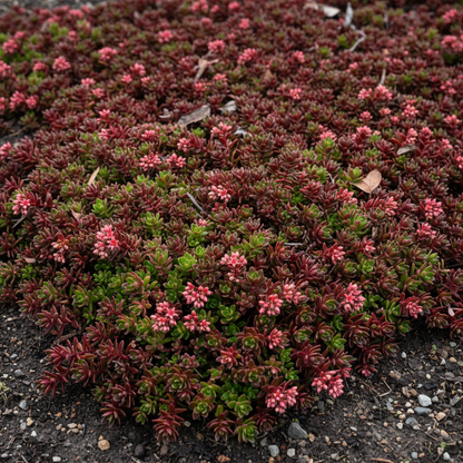 Dragons Blood Stonecrop Seeds - Sedum Ground Cover Seeds for Garden