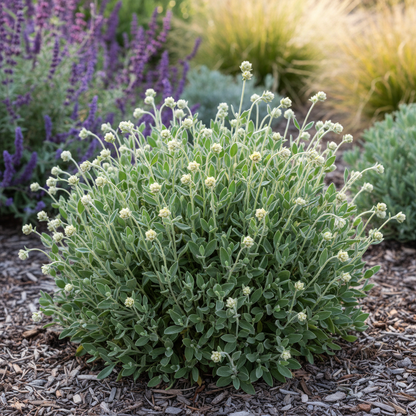 Eriogonum Umbellatum Seeds - Perennial Flower Seeds for Garden