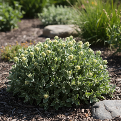 Eriogonum Umbellatum Seeds - Perennial Flower Seeds for Garden