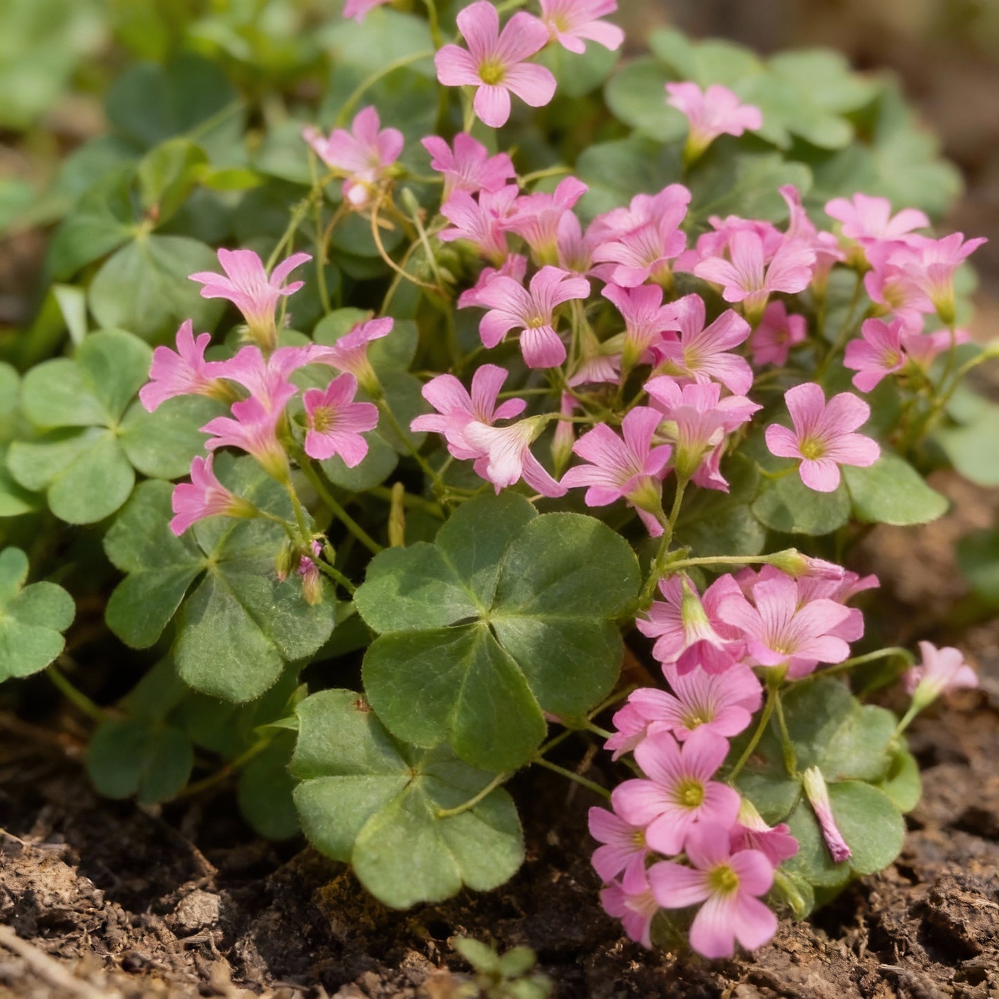 Pink Wood Sorrel Seeds for Planting