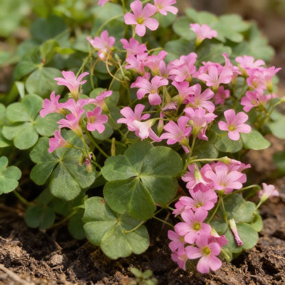 Pink Wood Sorrel Seeds for Planting