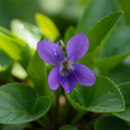 Viola Odorata Queen Charlotte Seeds for Planting – Sweet Violet Fragrant Perennial Flowers