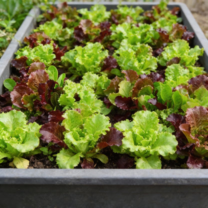 Lettuce Mixed Baby Leaf Vegetable Seeds for Planting