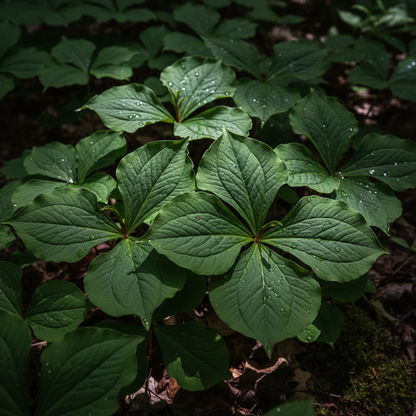Trillium Flexipes Seeds for Garden Planting