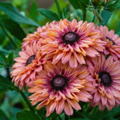 Rudbeckia Hirta Sahara Flower Seeds – Warm Earth-Toned Blooms for Gardens